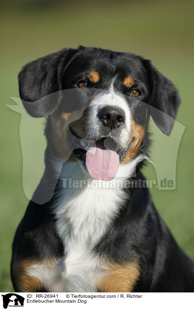 Entlebucher Mountain Dog / RR-26941