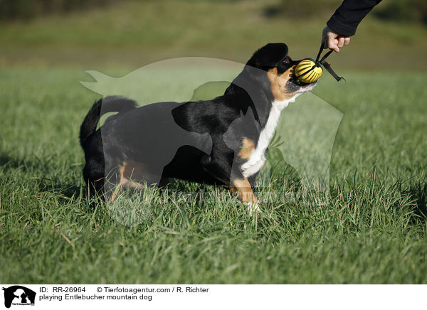 playing Entlebucher mountain dog / RR-26964