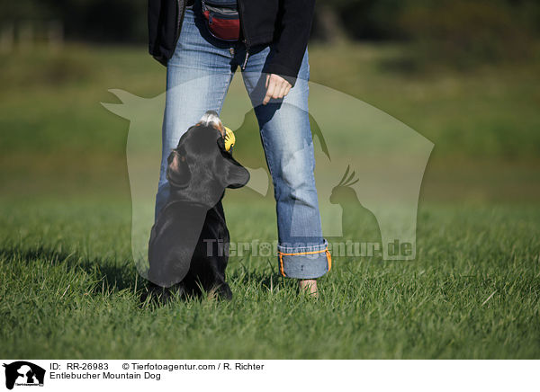 Entlebucher Sennenhund / Entlebucher Mountain Dog / RR-26983