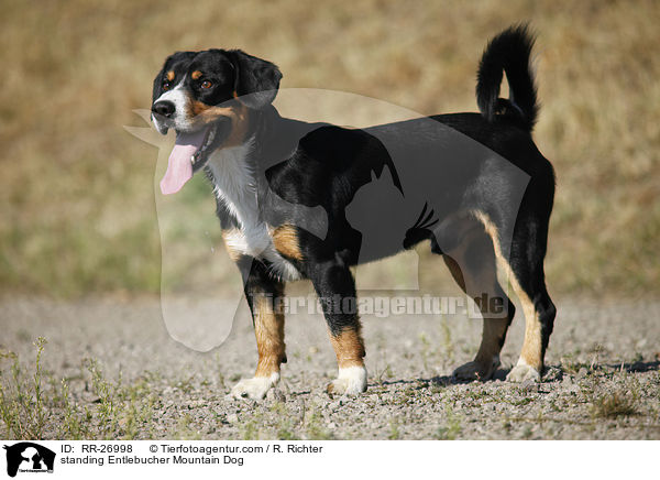 stehender Entlebucher Sennenhund / standing Entlebucher Mountain Dog / RR-26998