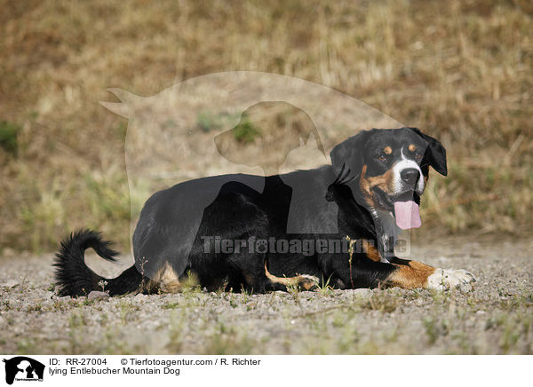 liegender Entlebucher Sennenhund / lying Entlebucher Mountain Dog / RR-27004