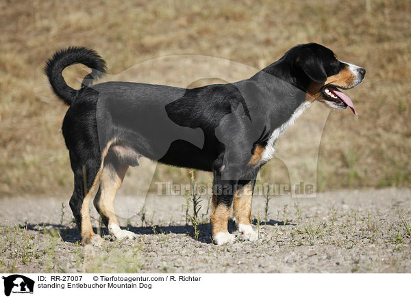 stehender Entlebucher Sennenhund / standing Entlebucher Mountain Dog / RR-27007