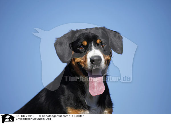 Entlebucher Sennenhund Portrait / Entlebucher Mountain Dog / RR-27018