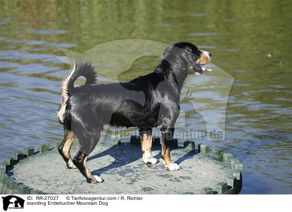 stehender Entlebucher Sennenhund / standing Entlebucher Mountain Dog / RR-27027