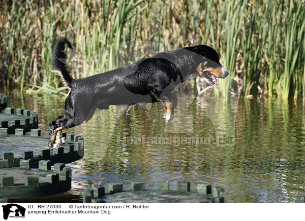 jumping Entlebucher Mountain Dog / RR-27030