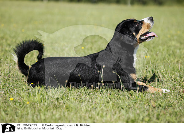 liegender Entlebucher Sennenhund / lying Entlebucher Mountain Dog / RR-27033