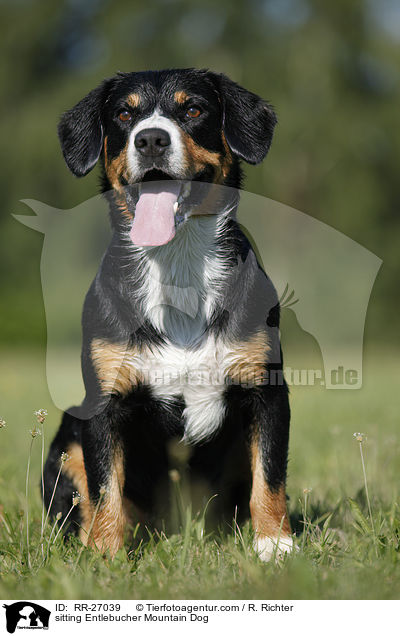 sitting Entlebucher Mountain Dog / RR-27039