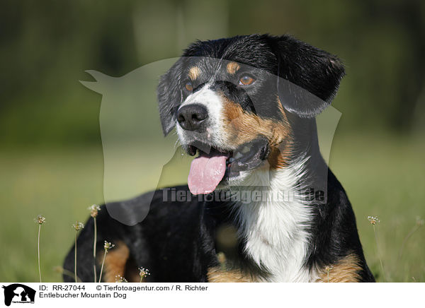 Entlebucher Sennenhund Portrait / Entlebucher Mountain Dog / RR-27044