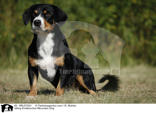 sitzender Entlebucher Sennenhund / sitting Entlebucher Mountain Dog / RR-27053