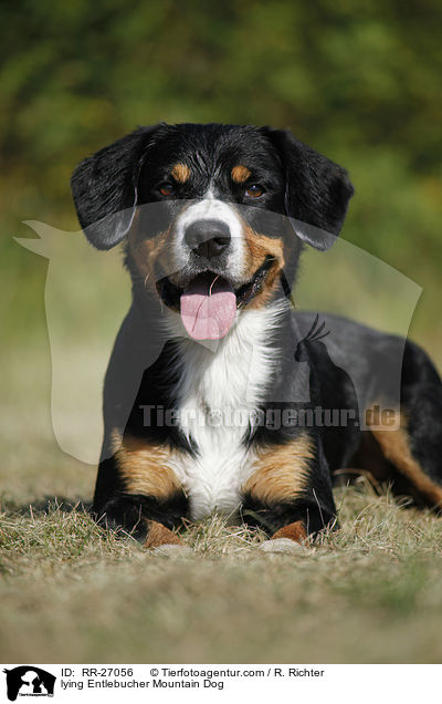 liegender Entlebucher Sennenhund / lying Entlebucher Mountain Dog / RR-27056