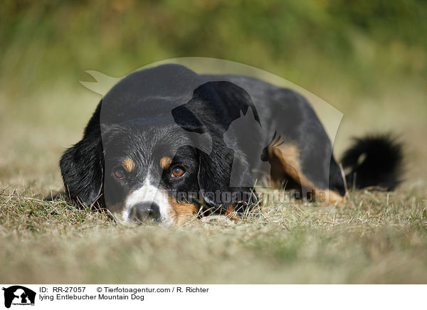 liegender Entlebucher Sennenhund / lying Entlebucher Mountain Dog / RR-27057