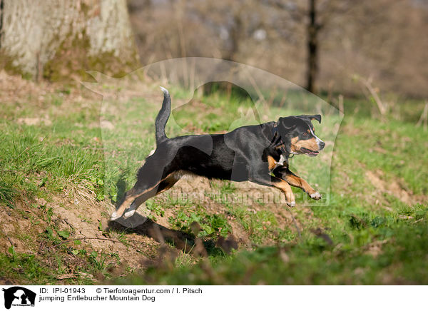 springender Entlebucher Sennenhund / jumping Entlebucher Mountain Dog / IPI-01943