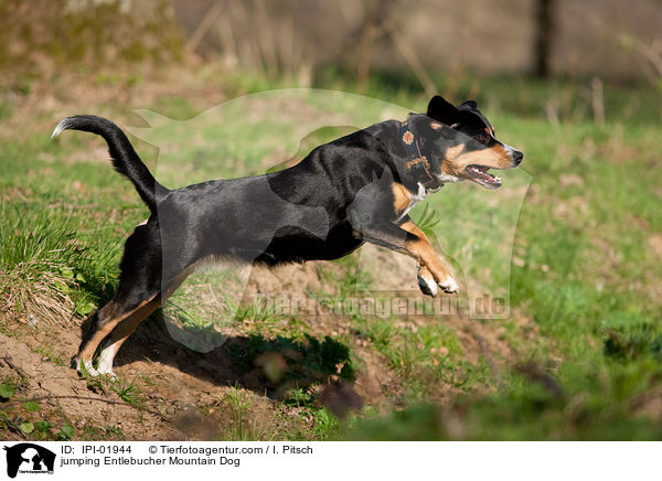 springender Entlebucher Sennenhund / jumping Entlebucher Mountain Dog / IPI-01944