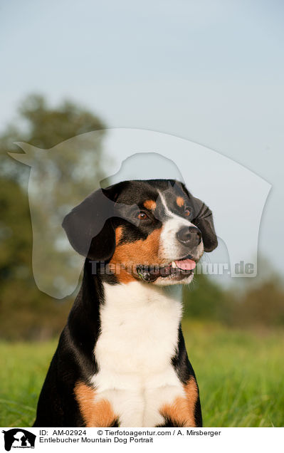 Entlebucher Sennenhund Portrait / Entlebucher Mountain Dog Portrait / AM-02924