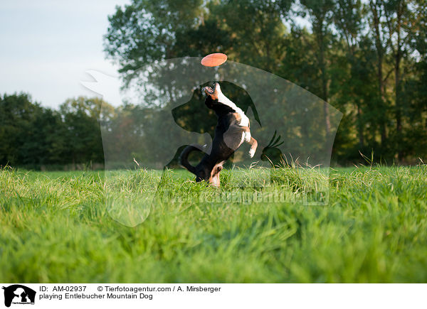 spielender Entlebucher Sennenhund / playing Entlebucher Mountain Dog / AM-02937