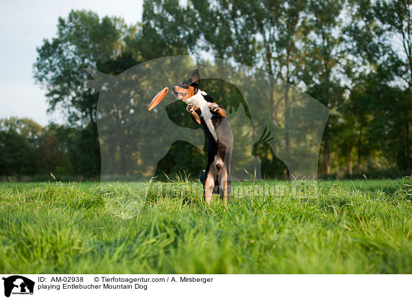 spielender Entlebucher Sennenhund / playing Entlebucher Mountain Dog / AM-02938