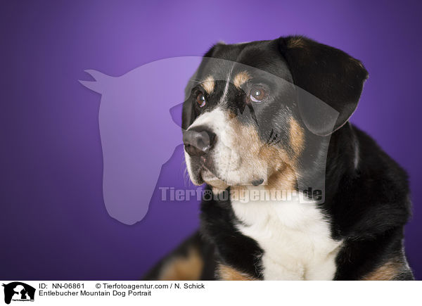 Entlebucher Mountain Dog Portrait / NN-06861