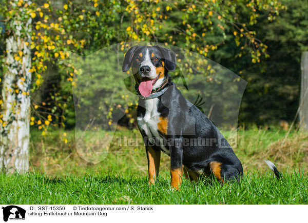 sitting Entlebucher Mountain Dog / SST-15350