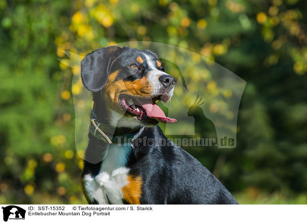 Entlebucher Mountain Dog Portrait / SST-15352