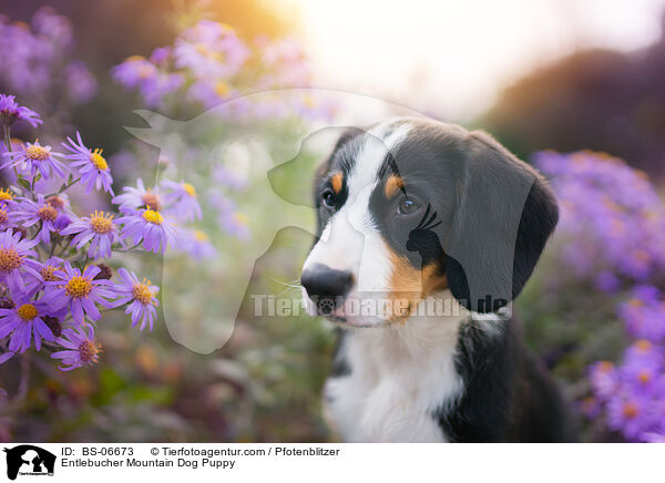 Entlebucher Mountain Dog Puppy / BS-06673