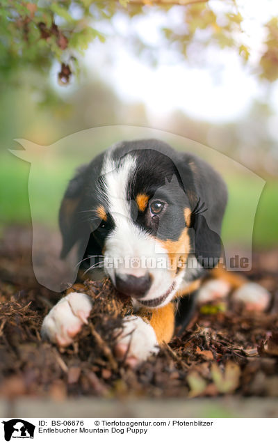 Entlebucher Sennenhund Welpe / Entlebucher Mountain Dog Puppy / BS-06676