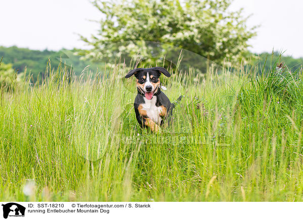 rennender Entlebucher Sennenhund / running Entlebucher Mountain Dog / SST-18210