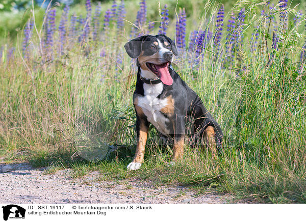 sitting Entlebucher Mountain Dog / SST-19117