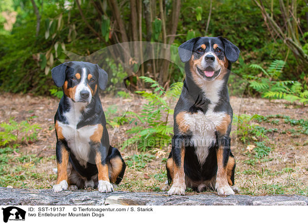 zwei Entlebucher Sennenhunde / two Entlebucher Mountain Dogs / SST-19137