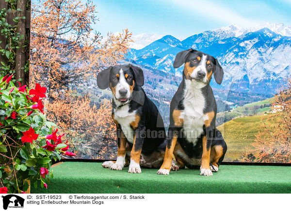 sitting Entlebucher Mountain Dogs / SST-19523