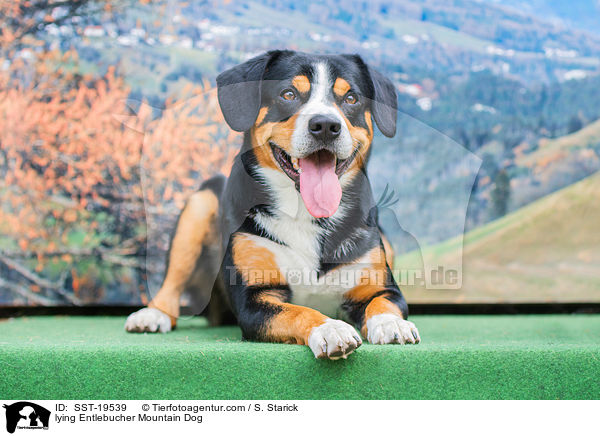 liegender Entlebucher Sennenhund / lying Entlebucher Mountain Dog / SST-19539