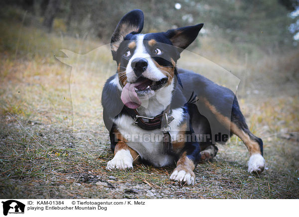 spielender Entlebucher Sennenhund / playing Entlebucher Mountain Dog / KAM-01384