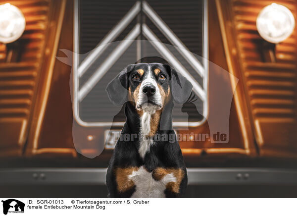 female Entlebucher Mountain Dog / SGR-01013