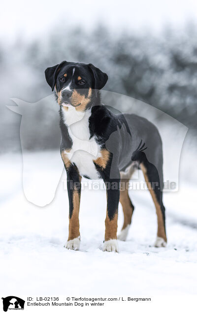 Entlebucher Sennenhund im Winter / Entlebuch Mountain Dog in winter / LB-02136