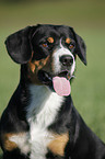 Entlebucher Mountain Dog