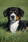 lying Entlebucher Mountain Dog