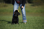 Entlebucher Mountain Dog