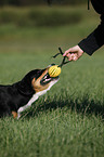 playing Entlebucher mountain dog