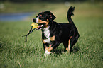 running Entlebucher Mountain Dog