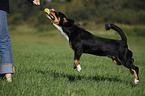 Entlebucher Mountain Dog