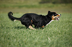 running Entlebucher Mountain Dog