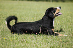 lying Entlebucher Mountain Dog