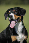 Entlebucher Mountain Dog