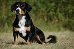 sitting Entlebucher Mountain Dog