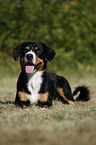 lying Entlebucher Mountain Dog