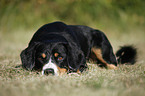 lying Entlebucher Mountain Dog