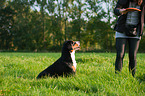 Entlebucher Mountain Dog