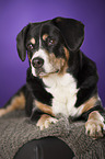 lying Entlebucher Mountain Dog