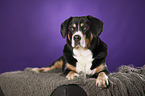 lying Entlebucher Mountain Dog