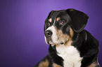 Entlebucher Mountain Dog Portrait