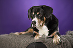 lying Entlebucher Mountain Dog